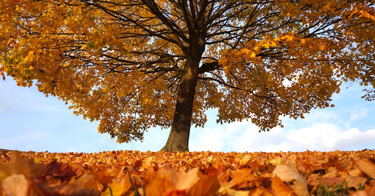 Altona North, Melbourne