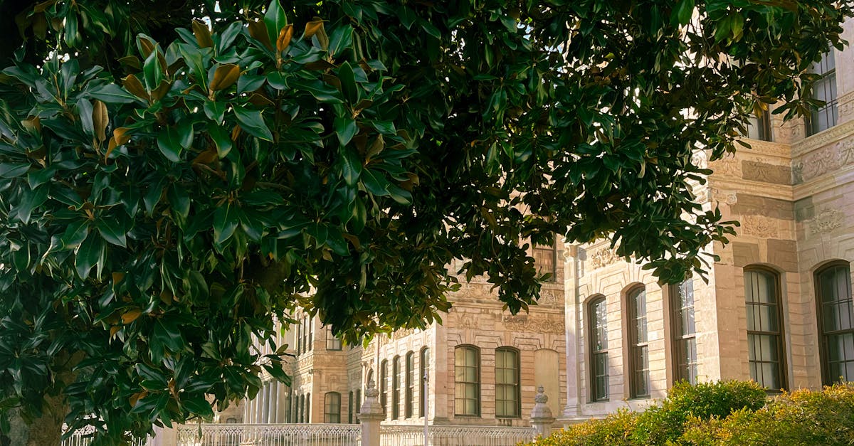 How much does it cost to take down a tree in my area?